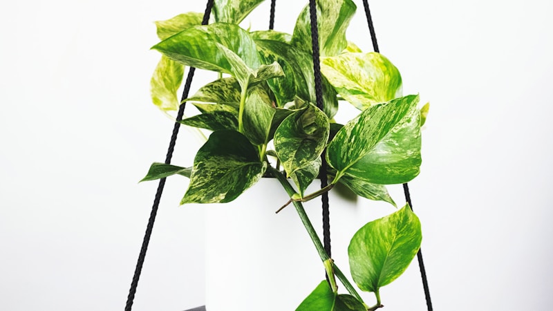 英格兰足球超级联赛曼城对阵利物浦比赛现场